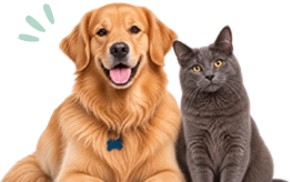 Dog and cat
