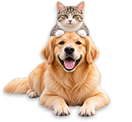 Dog and cat