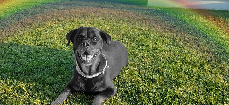 Create Pet Profile