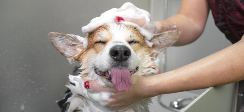  Will groomers groom a dog in heat?
