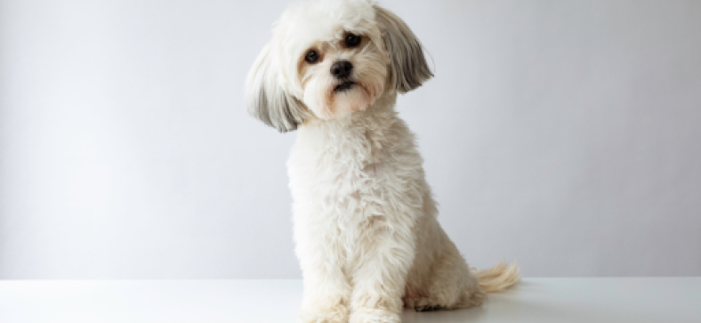 10 Common Dog Diseases to Watch Out