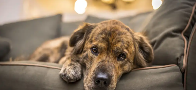 According to a survey, dogs appear to be truly saddened by the loss of their canine companions.