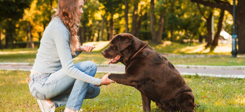 How Play Shapes Your Dog's Brain and Behavior