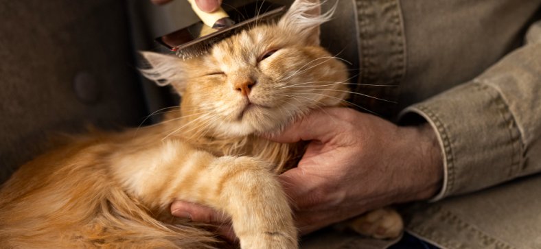 Top 6 Natural Ways to Reduce Cat Shedding at Home
