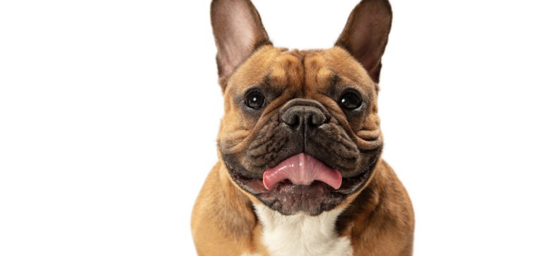How French Bulldogs became a symbol of luxury?