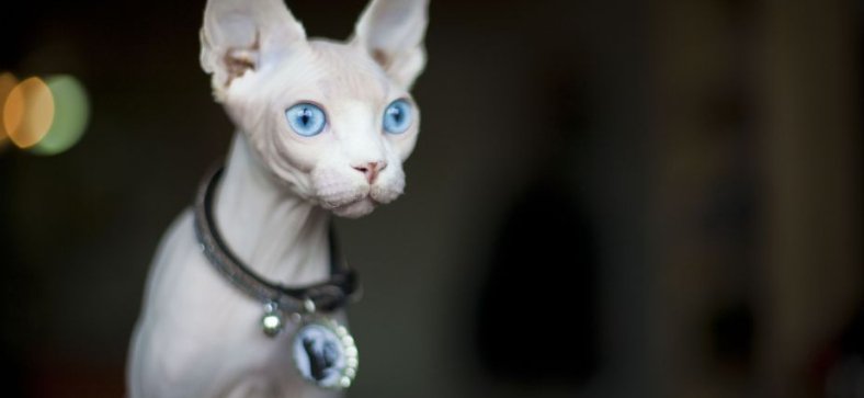 Egyptian Sphynx Cat