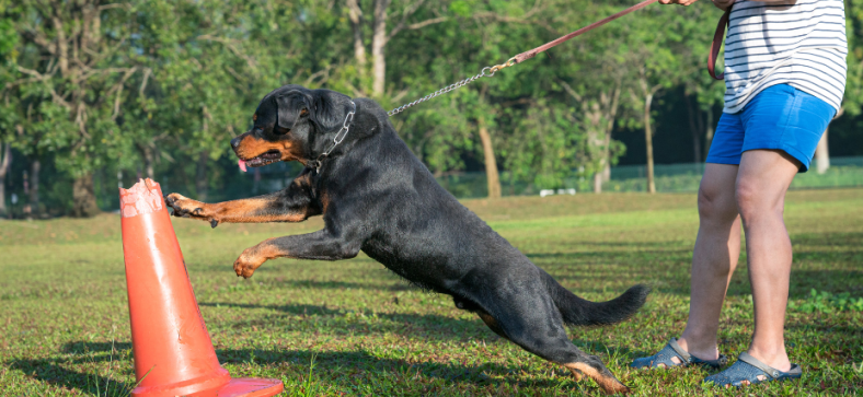 Aggressive Dog Training