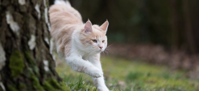 Maine Coon Food Allergies