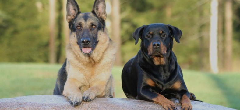 Alsatian vs Rottweiler