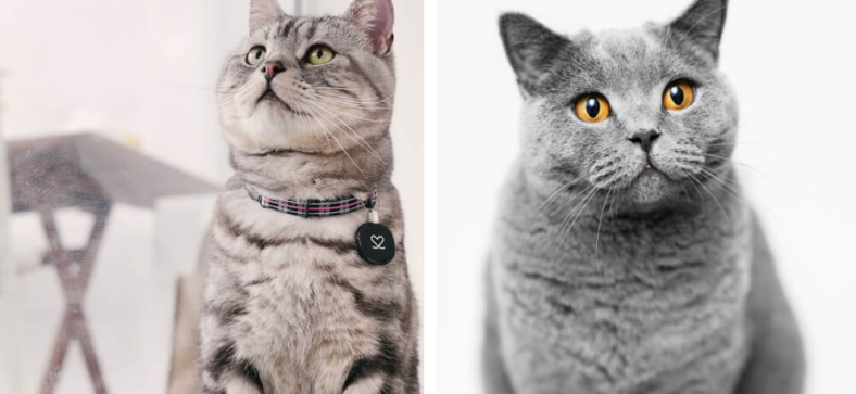 American Shorthair vs British Shorthair