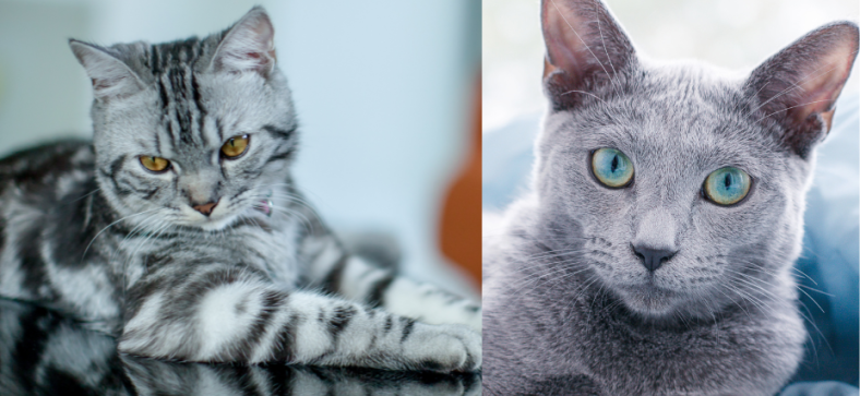 American Shorthair vs Russian Blue