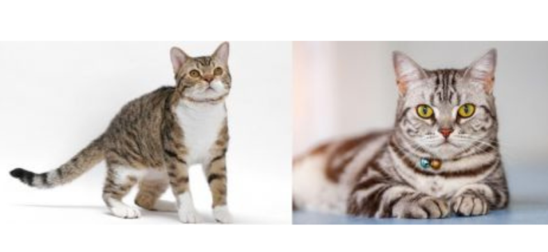 American Wirehair vs. American Shorthair