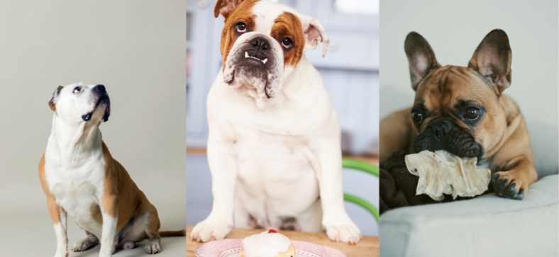 American vs. British vs. French Bulldog