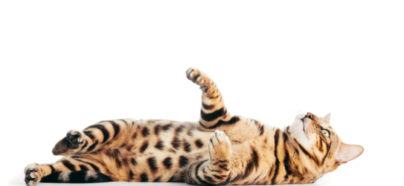 Are Bengal Cats Allergic to Revolution Flea?