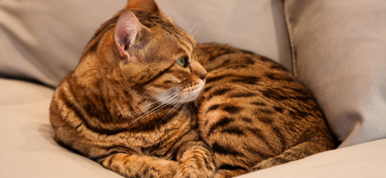 Are Bengal Cats Immune to Feline Leukemia?