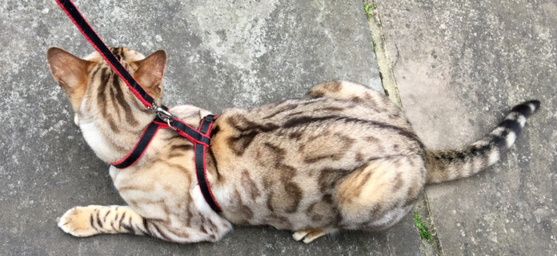 Are Bengal Cats Legal in Iowa? 