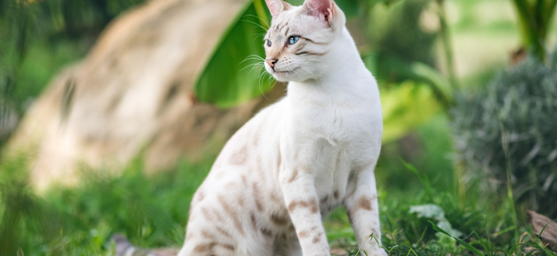 Are Bengal Cats Legal in Maryland?