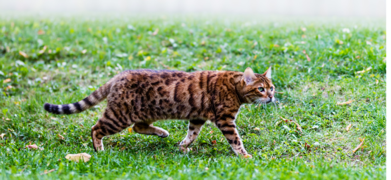 Are Bengal Cats Related to Leopards? 