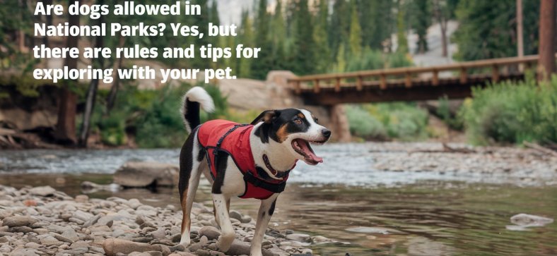 Are Dogs Allowed in National Parks