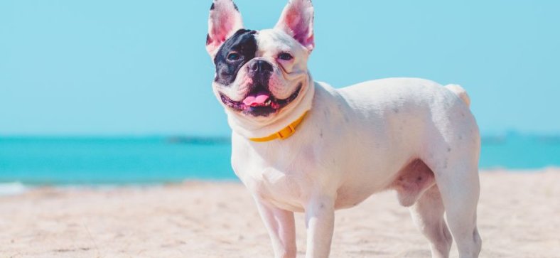 Are French Bulldogs Smart?