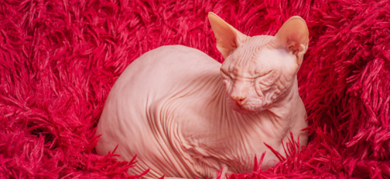 Are Hairless Cats Hypoallergenic