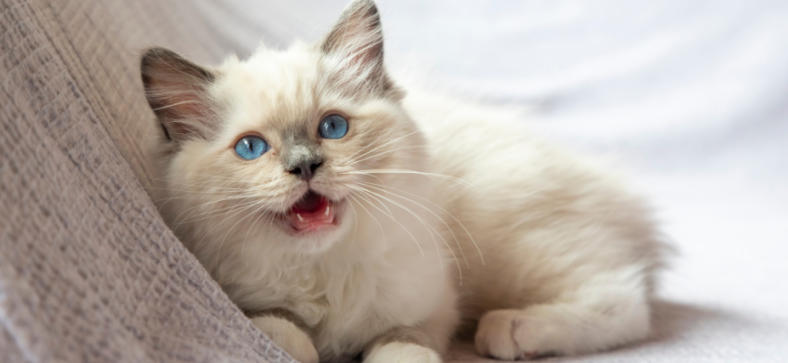Are Ragdoll Cats Good with Dogs? 