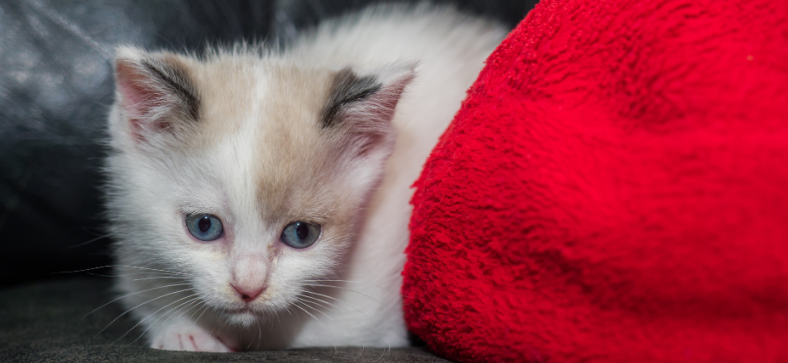 Are Ragdoll cats smart? 