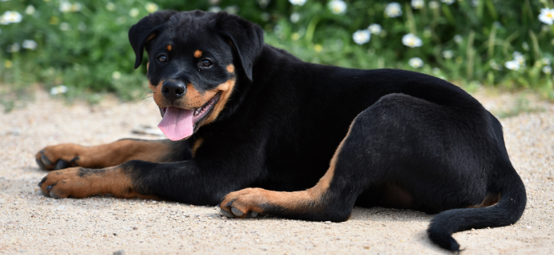 Are Rottweilers Hypoallergenic? 