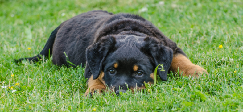Are Rottweilers good with kids? 