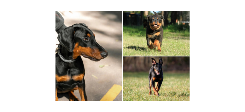 Beauceron vs Rottweilern vs Doberman