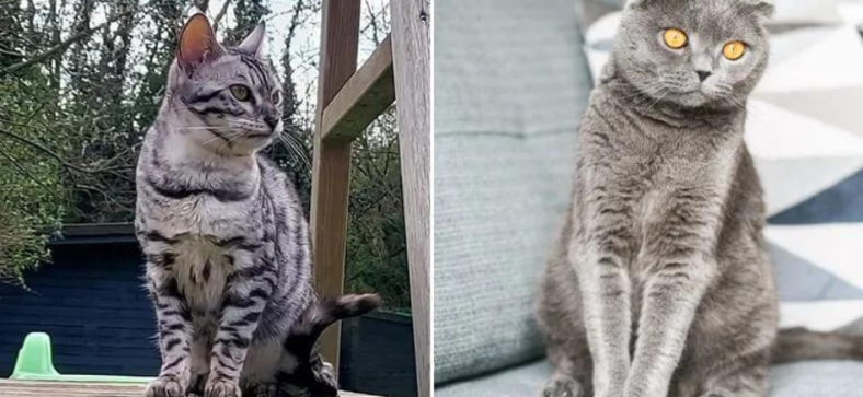  Bengal Cat vs Scottish Fold