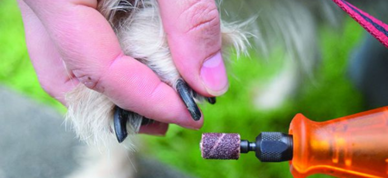 Best Dog Nail Grinders 2024: A Comprehensive Review and Buying Guide