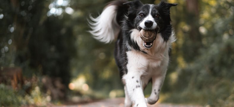 How to Choose the Best Name for Your Dog? 