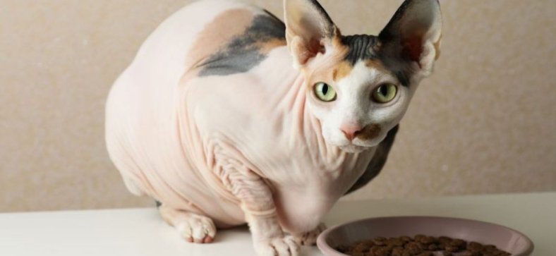 Cat food for sphynx outlet