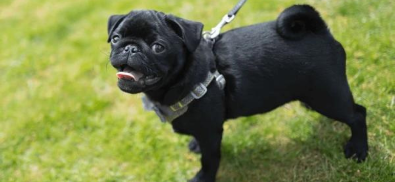 Black Pug vs French Bulldog