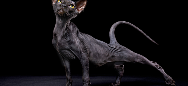 Black Sphynx Cat