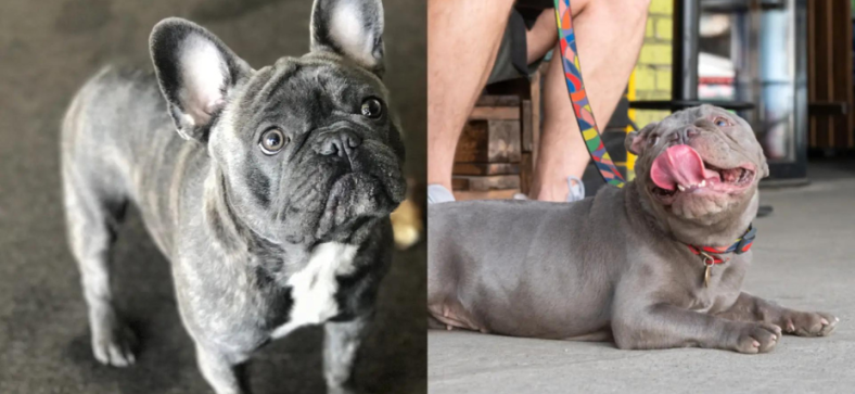 Blue Fawn vs Lilac French Bulldog