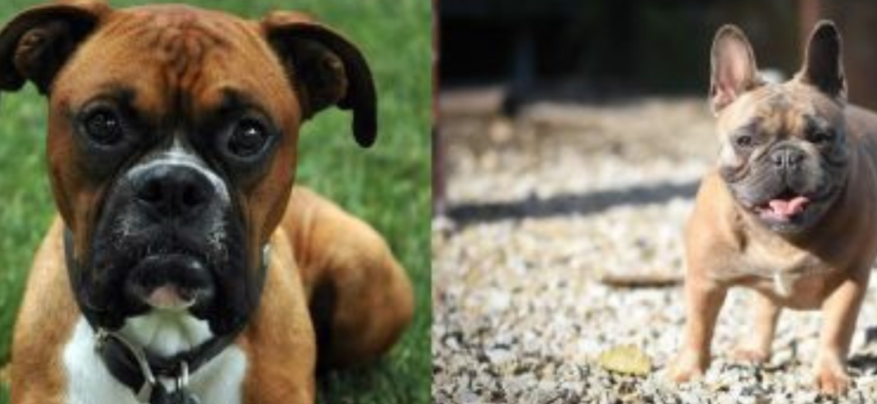 Boxer vs French Bulldog