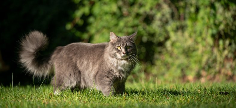 What is a Primordial Pouch in Cats