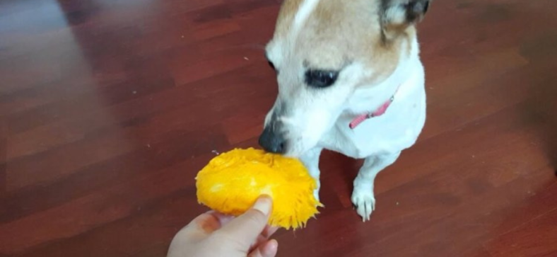 Can Dogs Eat Mango? 