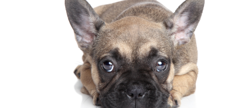 Can French Bulldogs Be Left Alone for 8 Hours? 