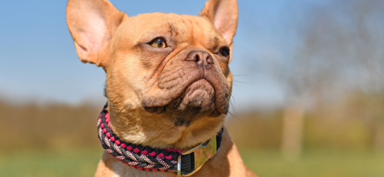 Can French Bulldogs Be Service Dogs? 