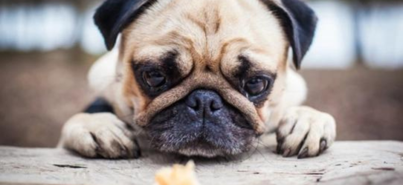 Can French Bulldogs Eat Bread?