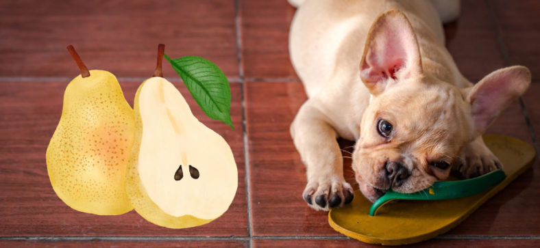 Can French Bulldogs Eat Pears A Comprehensive Guide