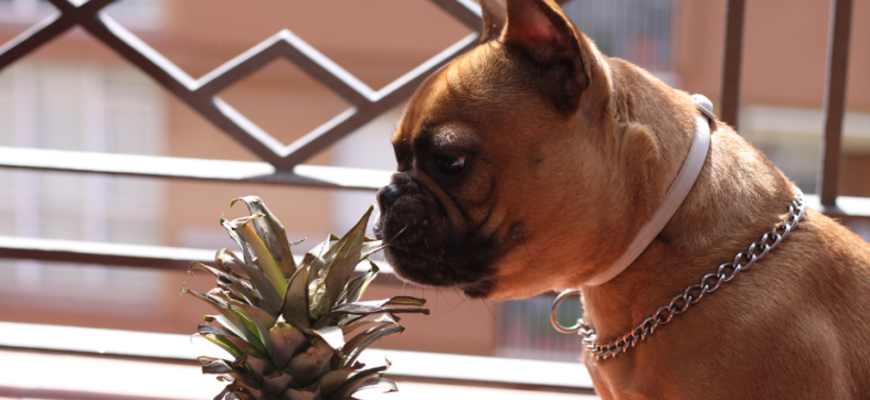 Can French Bulldogs Eat Pineapple?