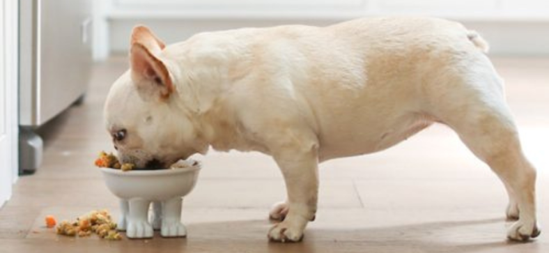 Can French Bulldogs Eat Rice?