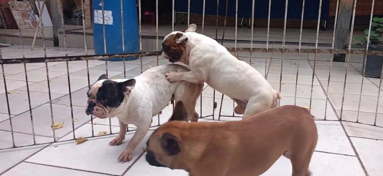Can French Bulldogs Mate
