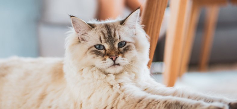 Can Maine Coons Live in a 1-Bedroom Apartment