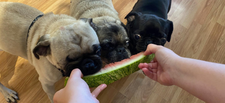 Can Pugs Eat Watermelon? 