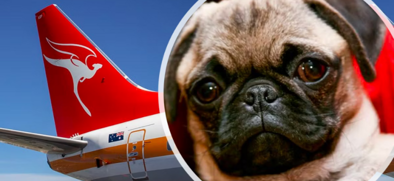 Can Pugs Fly on Planes?